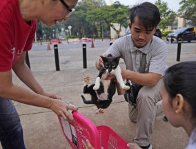 美联社图片：雅加达TNR的努力旨在帮助流浪猫，比如活泼的希塔姆和活泼的阿因芒